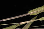 Hemlock rosette grass